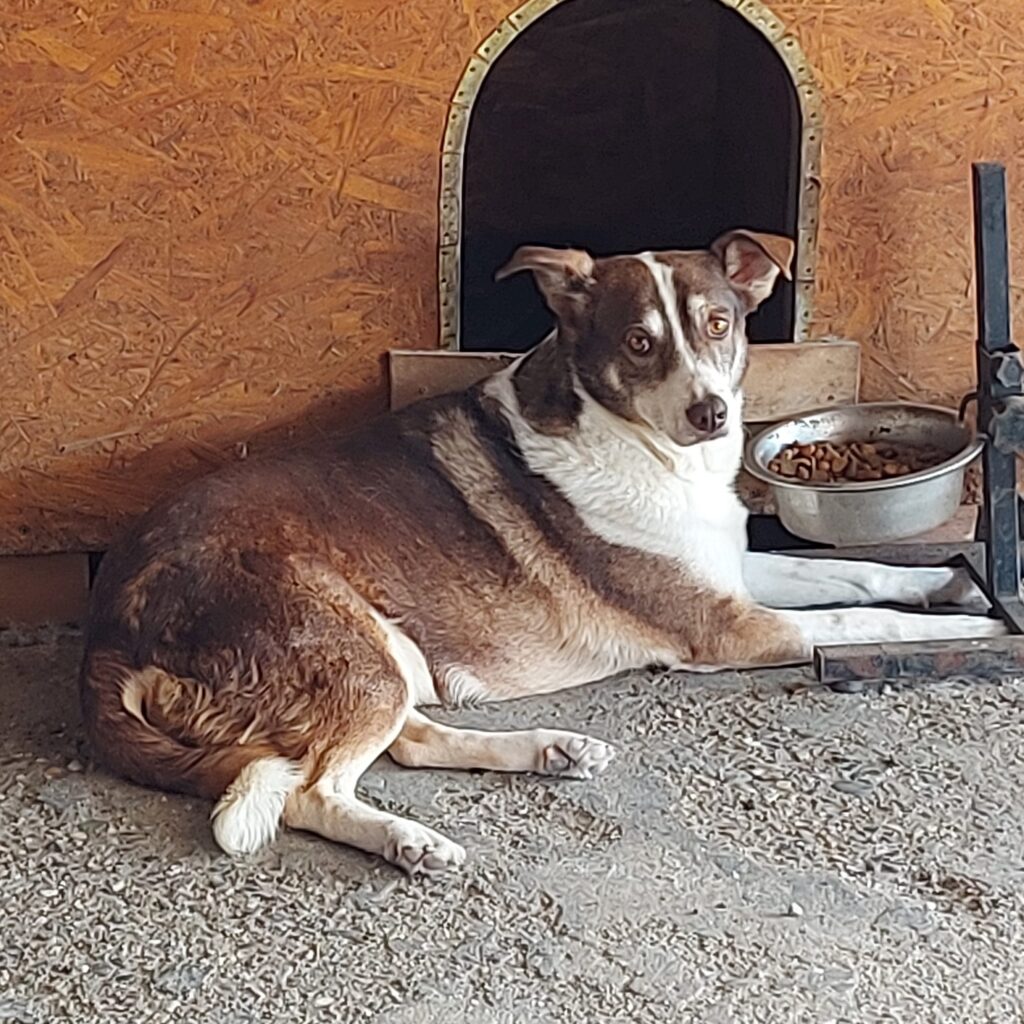 Ariel auf Patensuche