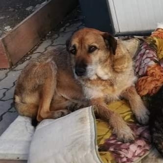 Berni auf Patensuche