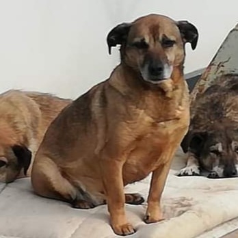 Yorki auf Patensuche