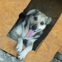 Patenhund Ayda mit Hundepatin Janet Owen