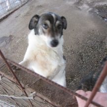 Patenhund Penny mit Hundepatin Trixi Holst