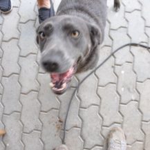 Patenhund Raisa mit Hundepatin Gaby Müller