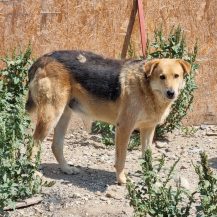 Patenhund Rover mit Hundepatin Elisabeth Müller (Mimis Hund)
