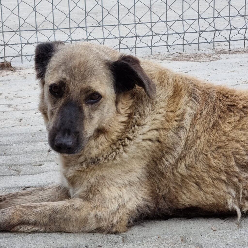 Cindy auf Patensuche