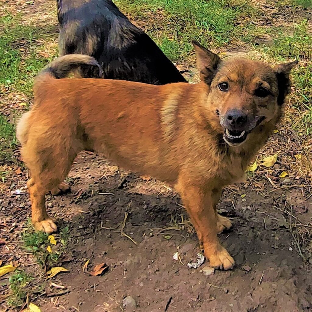 Grace auf Patensuche