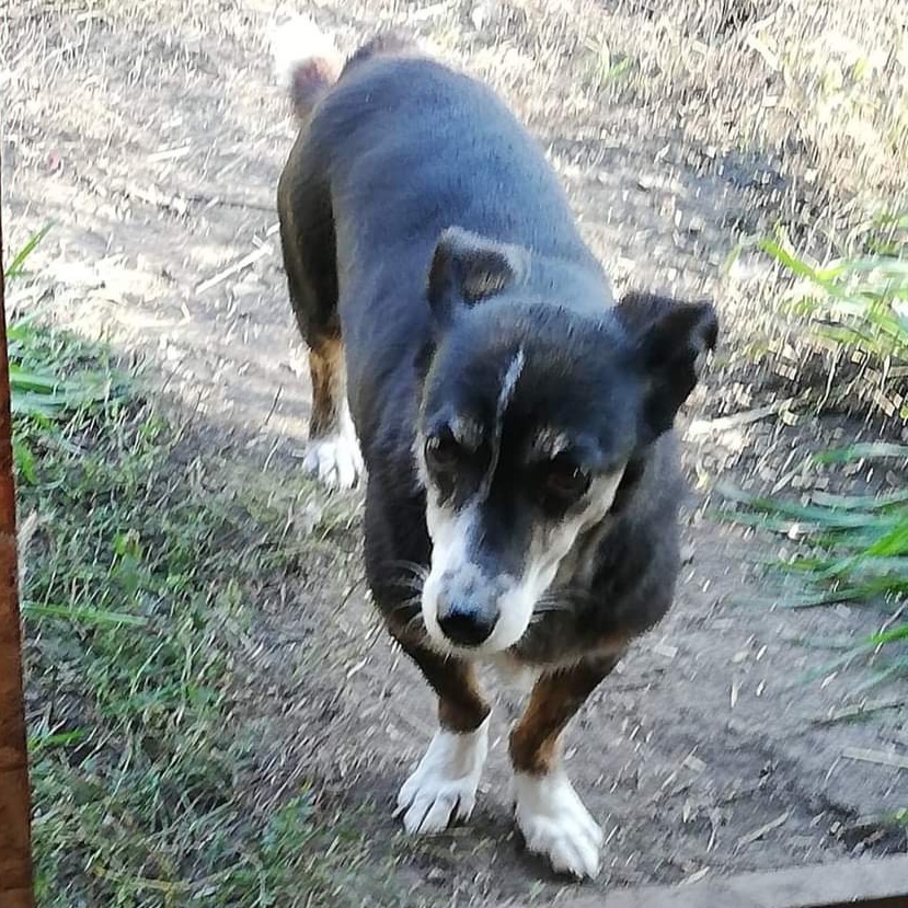 Patenhund Steven mit Hundepatin Heidi Schwarz