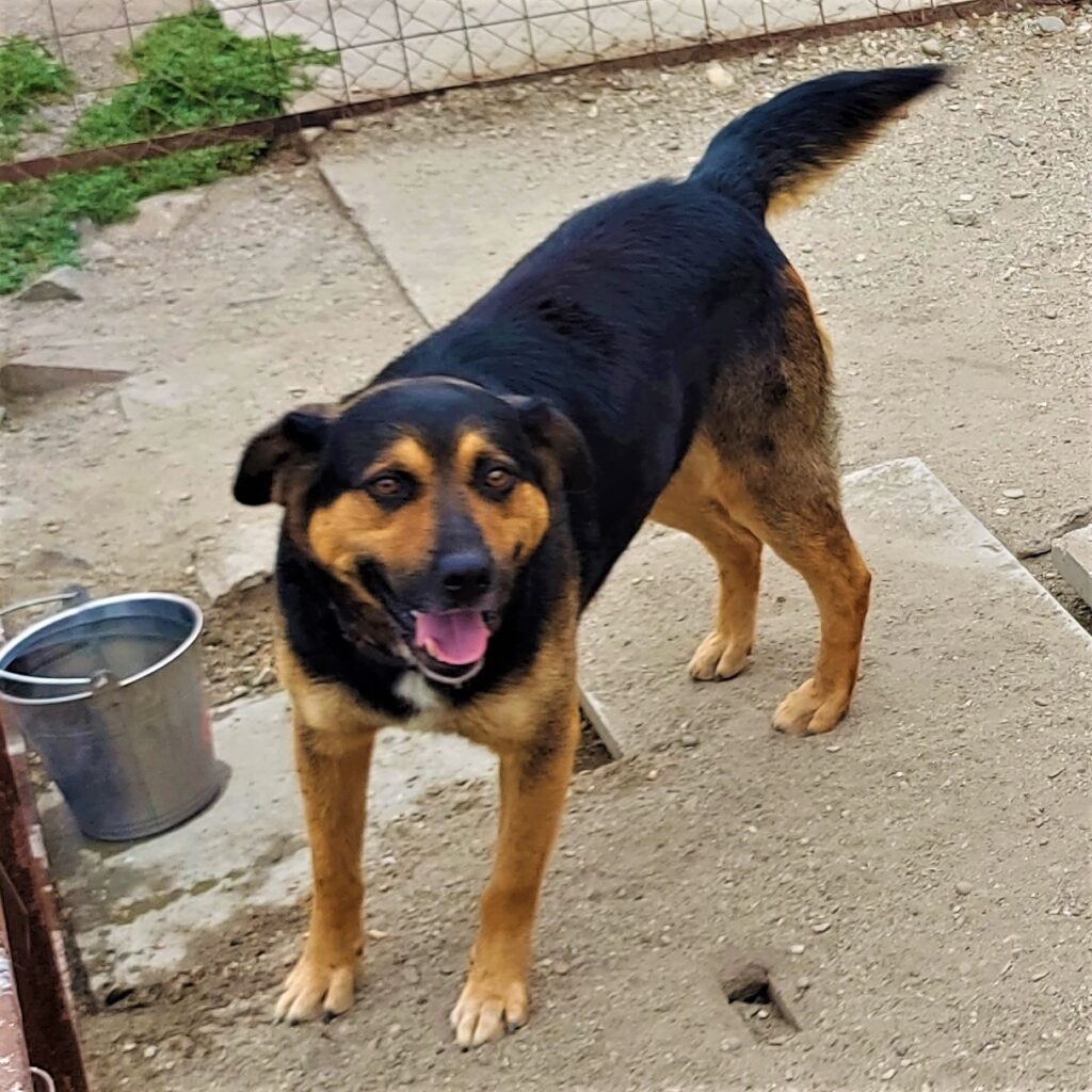 Rocky auf Patensuche