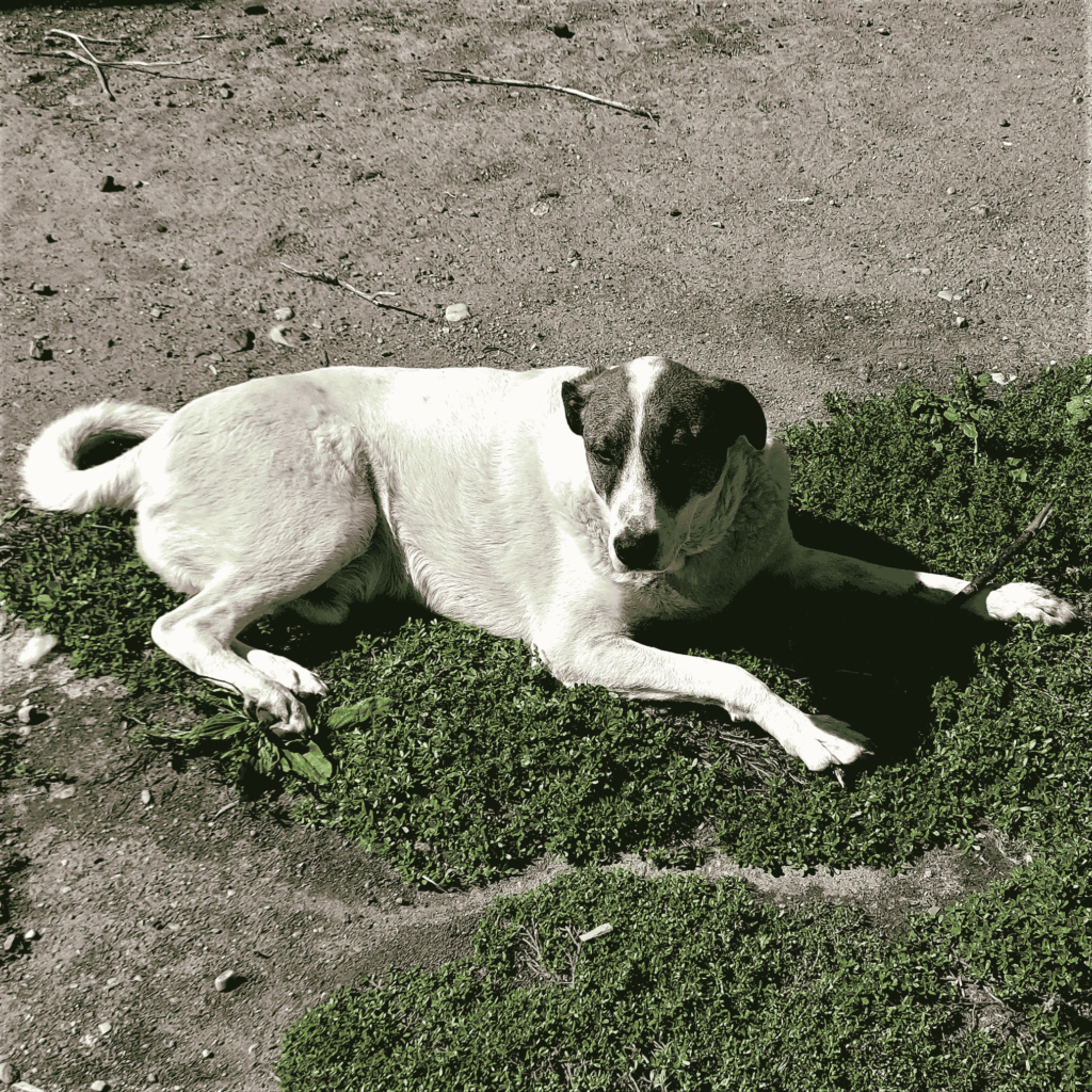 Valentin auf Patensuche