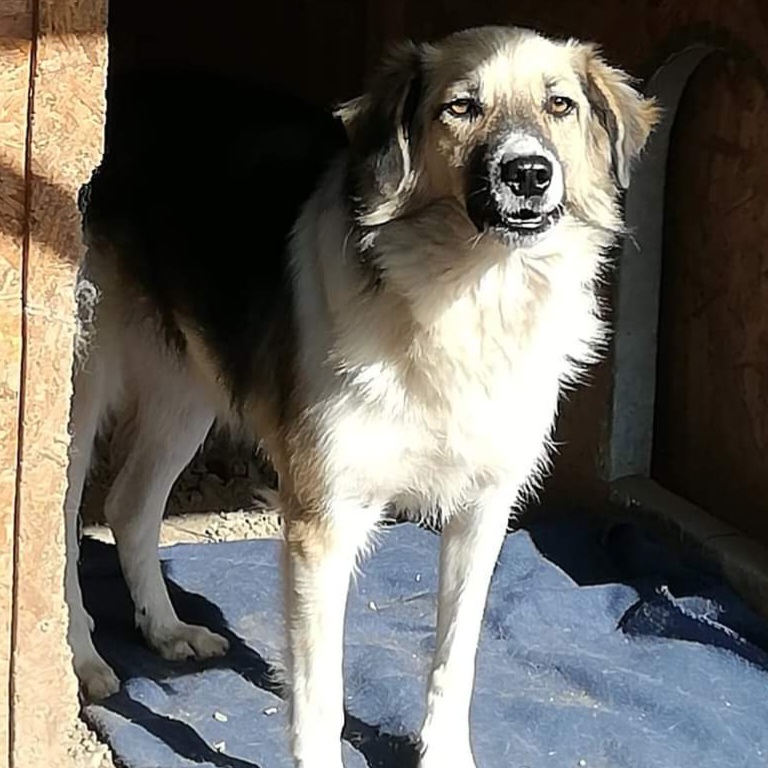 Patenhund Bennu mit Hundepatin Simone Schäfer