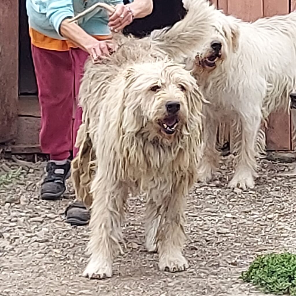 Harry auf Patensuche