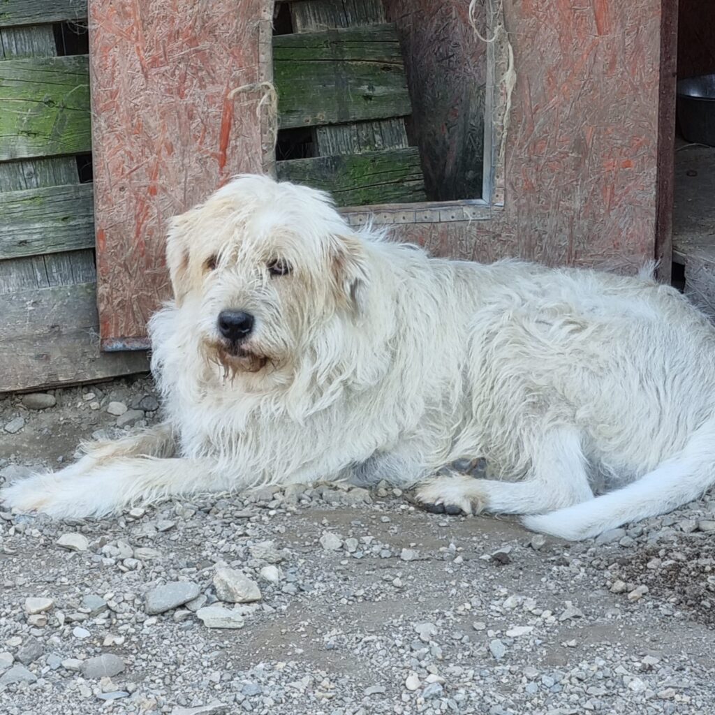 Millan auf Patensuche