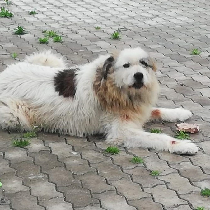 Patenhund Azure mit Hundepatin Ingrid Stöhr