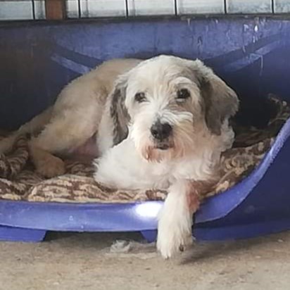 Patenhund Desty mit Hundepate Snoop Glanert