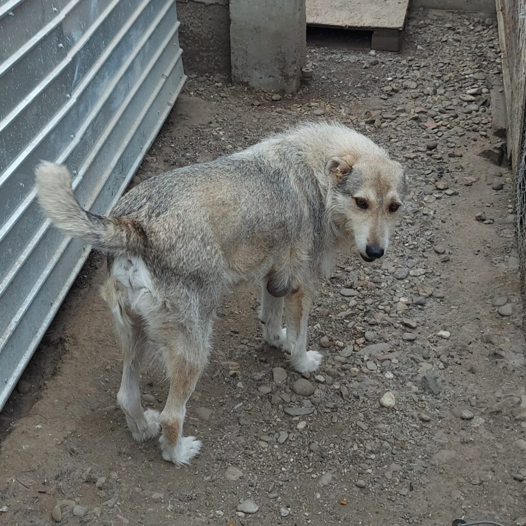 Wolfie auf Patensuche