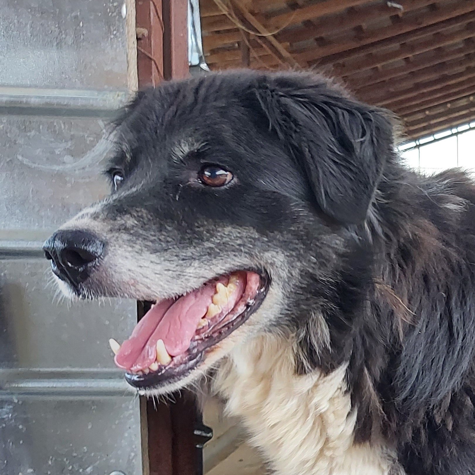 Patenhund Happy mit Hundepatin Antje Kirchhoff