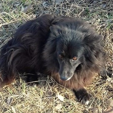 Patenhund Ingrid mit Hundepatin Ingrid Stöhr