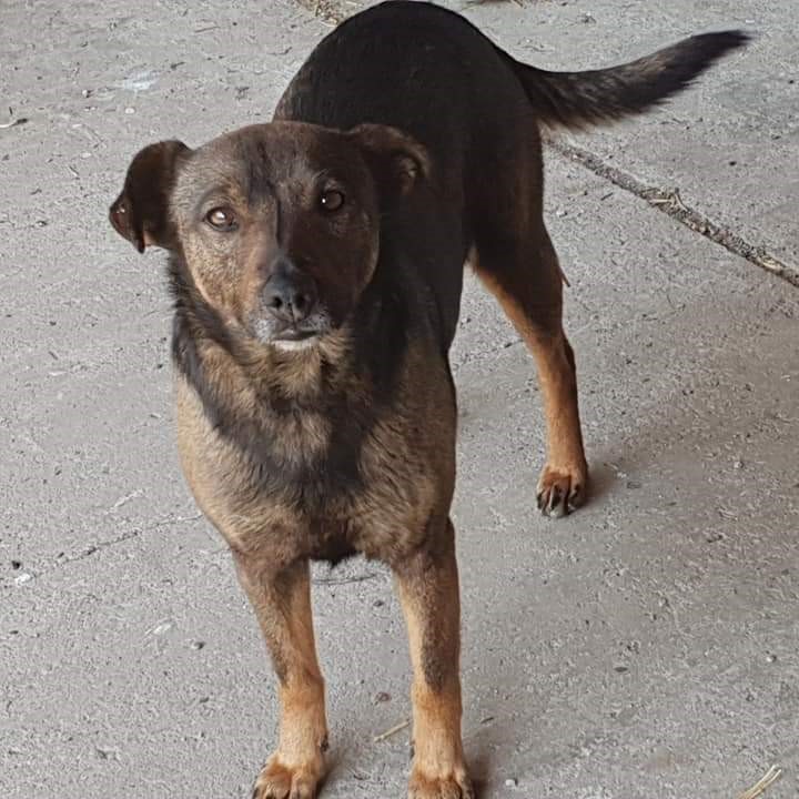 Patenhündin Zelda mit anonyme Patin/Pate