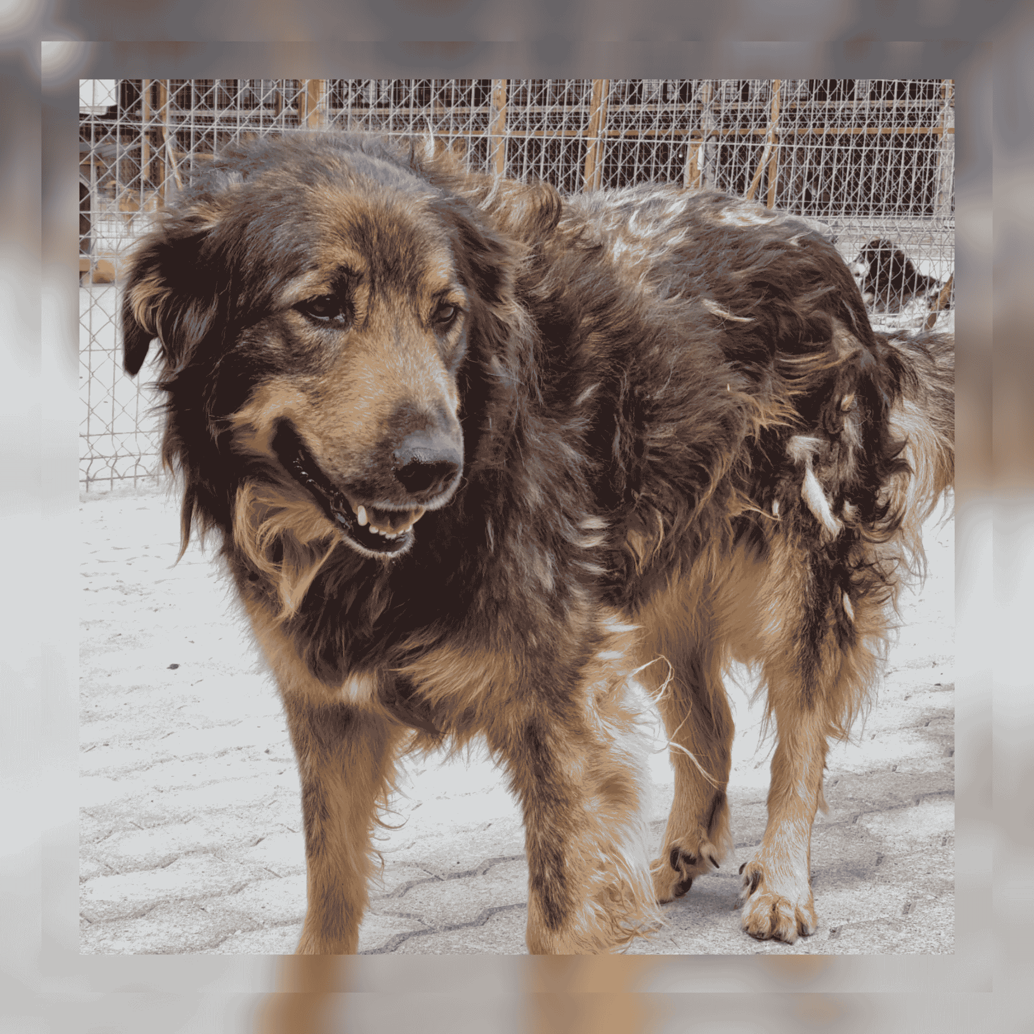 Patenhund Pongo mit Hundepatin Trixi Sieling