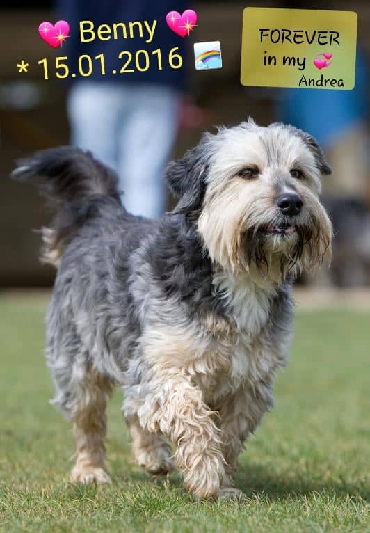 Teammitglied Andrea Küsters beim Verein New Home for Strays e.V.