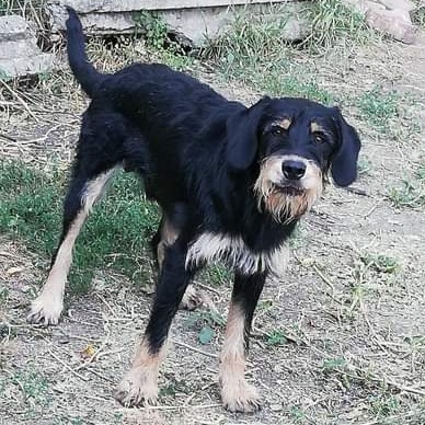 Patenhund Blitz mit Hundepaten Nicola & Dirk Hadrich