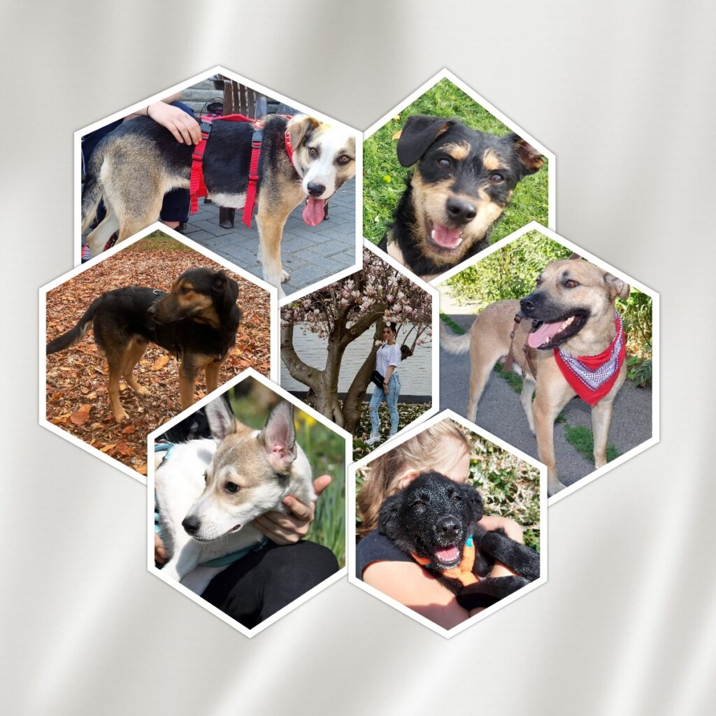 Pflegestelle Emely Meyer