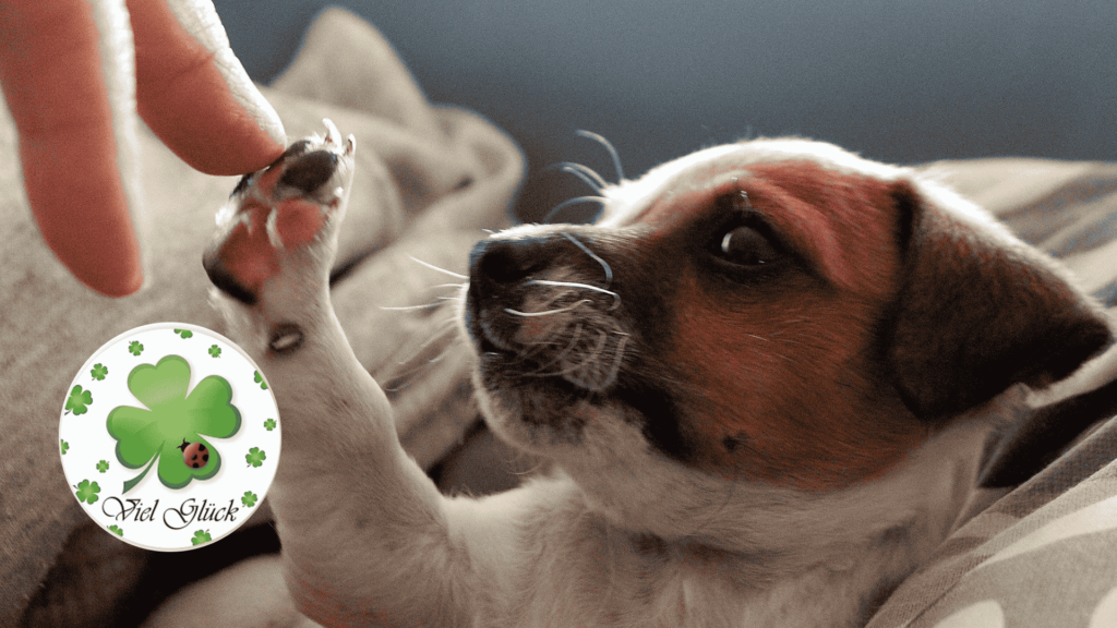 Patenhunde und ihre Hundepaten