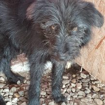 Patenhund Ajoscha mit Hundepatin Ingrid Stöhr