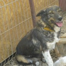 Patenhund Alis mit Hundepatin Ellen Scherf