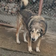 Patenhund Annabelle mit Hundepatin Hildegard Edeler