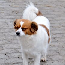 Patenhund Astrid mit Hundepatin Ingrid Stöhr