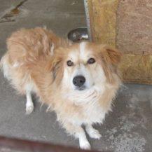 Patenhund Briana mit Hundepatin Doris Giselle Stricker