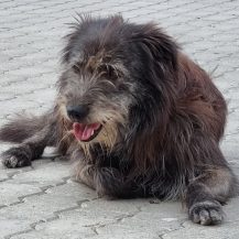 Patenhund Charlie mit Hundepatin Heidi Schwarz