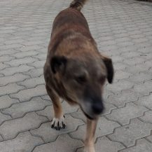 Patenhund Cilia mit Hundepatin Geraldine Watson