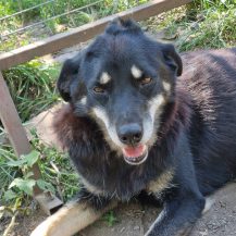 Patenhund Diana mit Hundepatin Sabine Sennhenn