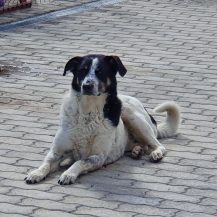 Patenhund Didi mit Hundepatin Birgit Detlefsen