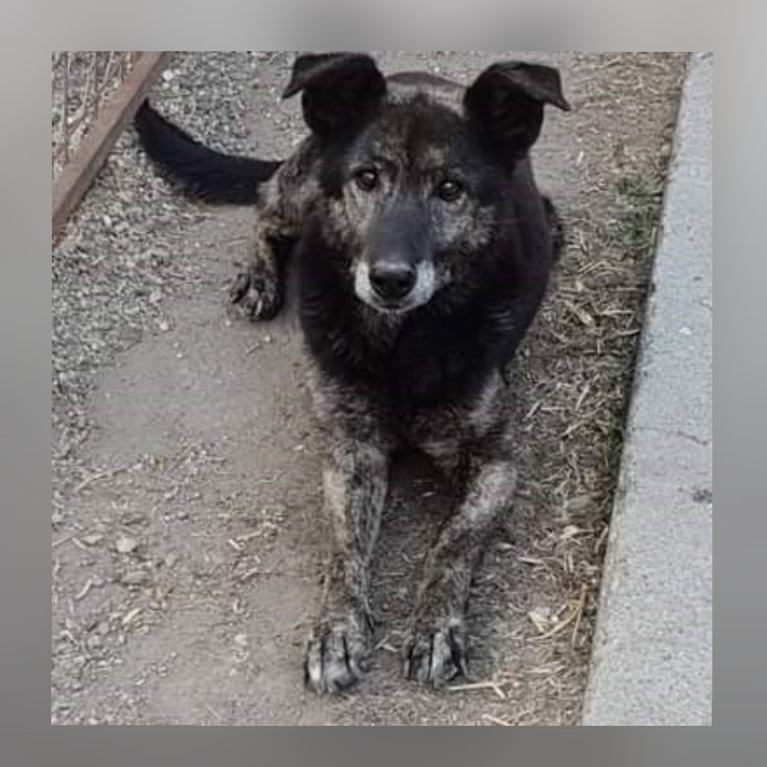 Patenhund Donna mit Hundepatin Jennifer Schönwälder