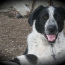 Patenhund Dylan mit Hundepatin Manuela Schreiter