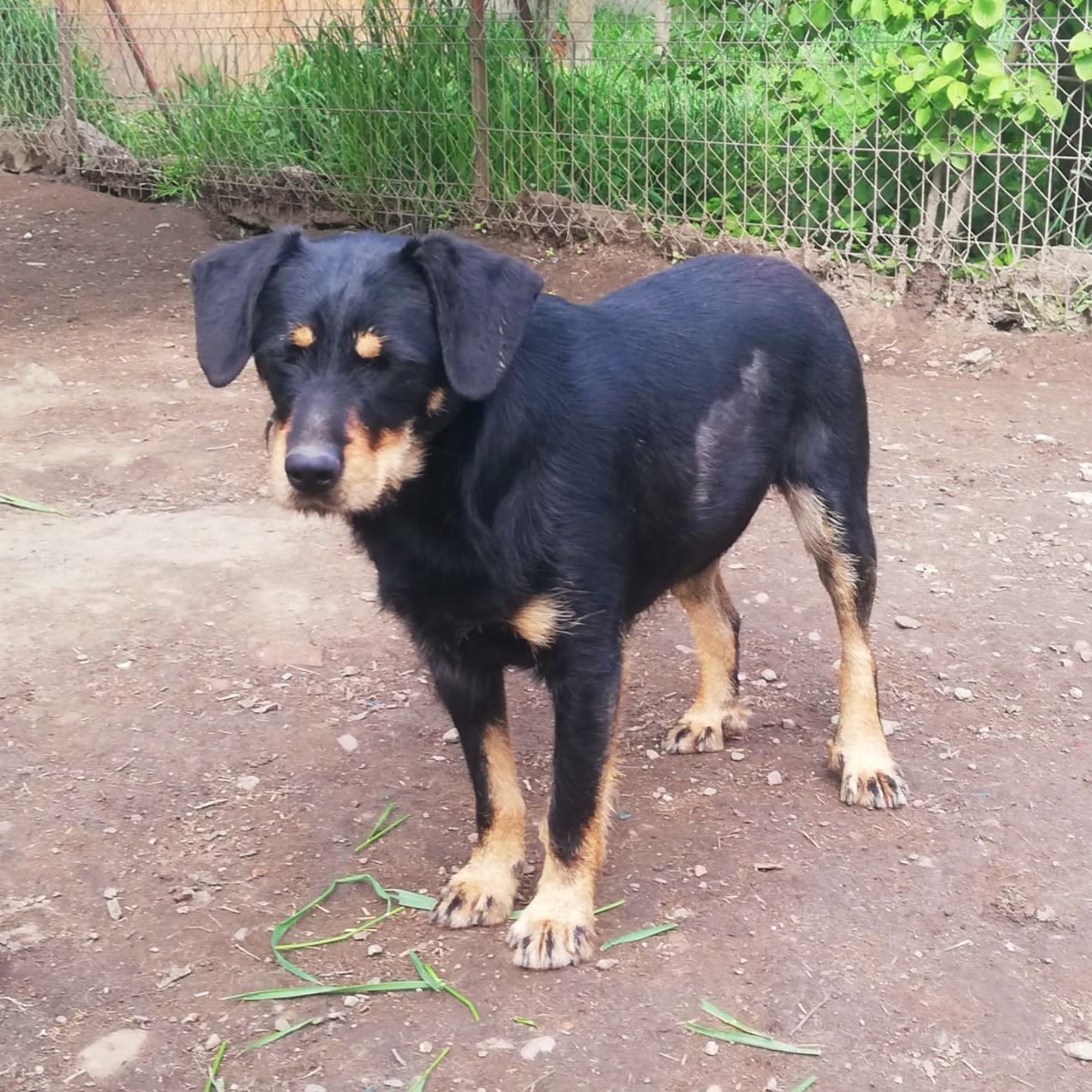 Patenhund Eva mit Hundepaten Nicola & Dirk Hadrich