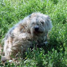 Patenhund Floppy mit Hundepatin Pamela Haun