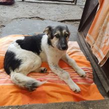 Patenhund Frieda mit Hundepatin Birgit Detlefsen