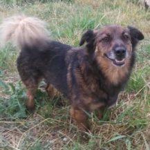 Patenhund Jinny mit Hundepatin Lydia Roitzsch