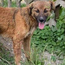 Patenhund Joschi mit Hundepatin Sandra Bosch