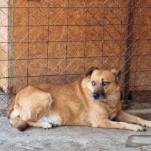 Patenhund Laura mit Hundepatin Christine Glanert
