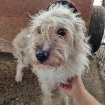 Patenhund Linda mit Hundepatin Angelika Schmid