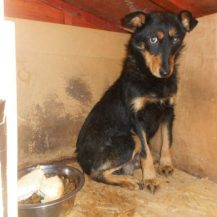 Patenhund Maja mit Hundepatin Christina Streicher