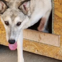 Patenhund Marc mit Hundepatin Tanja Gömminger