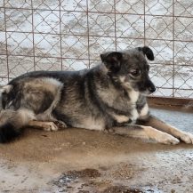 Patenhund Melanie mit Hundepatin Melanie Irion