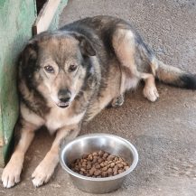 Patenhund Melba mit Hundepate Dennis Mehl
