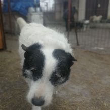 Patenhund Nancy mit Hundepatin Sabine Sennhenn