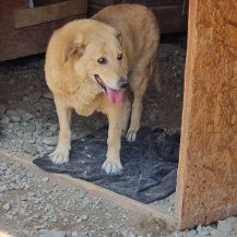 Patenhund Olli mit Hundepatin Carolin Hüsch